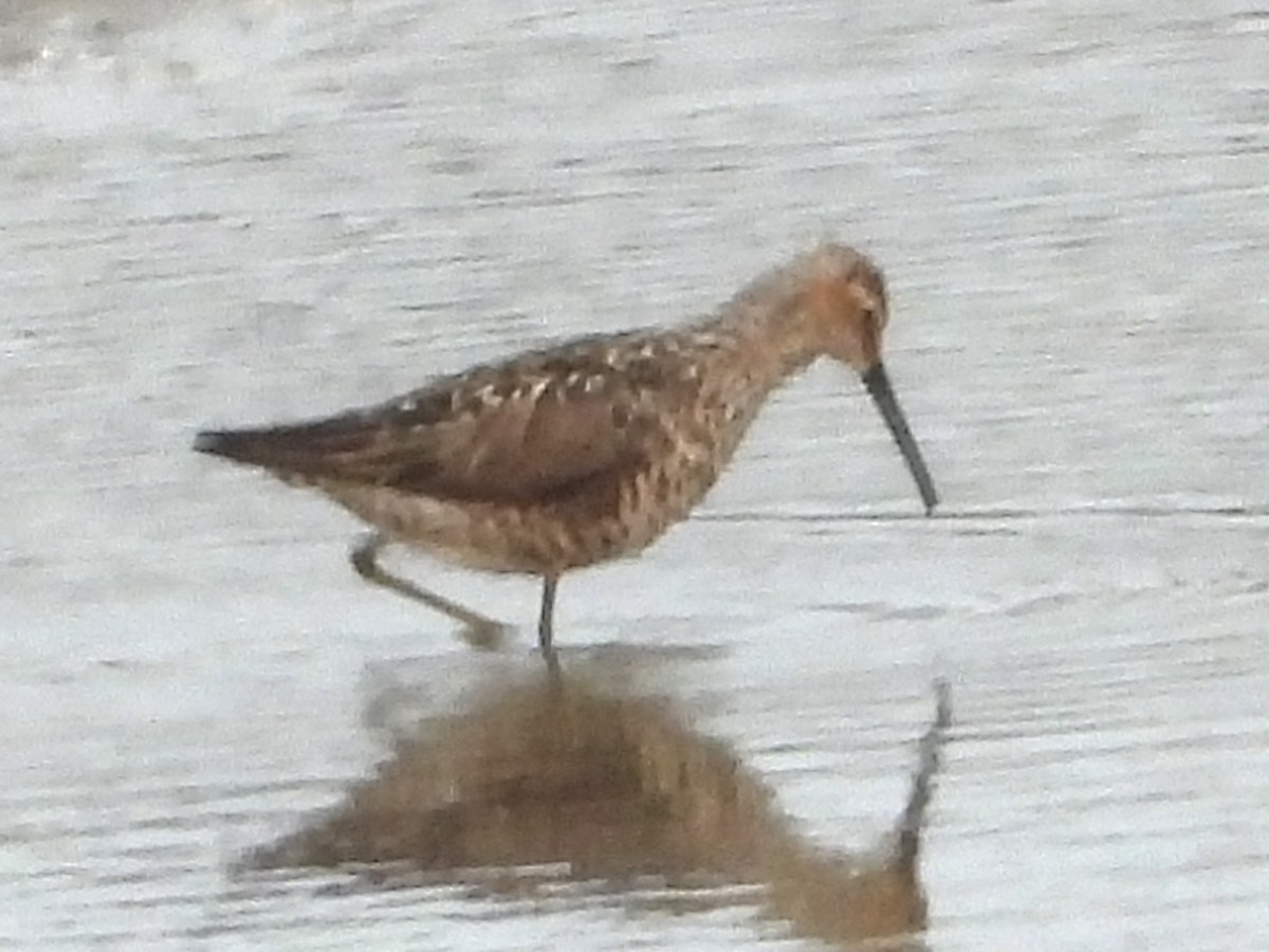 Stilt Sandpiper - ML636811312