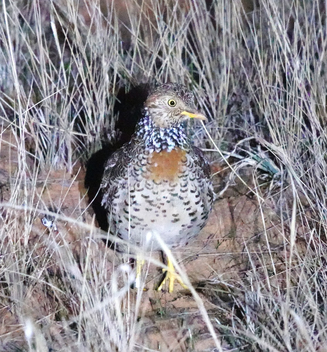 dropík australský - ML636811344