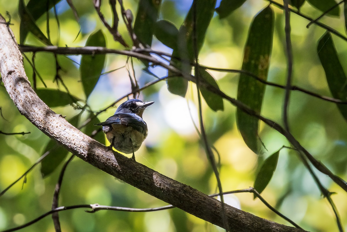 Mangrove Blue Flycatcher - ML636811368