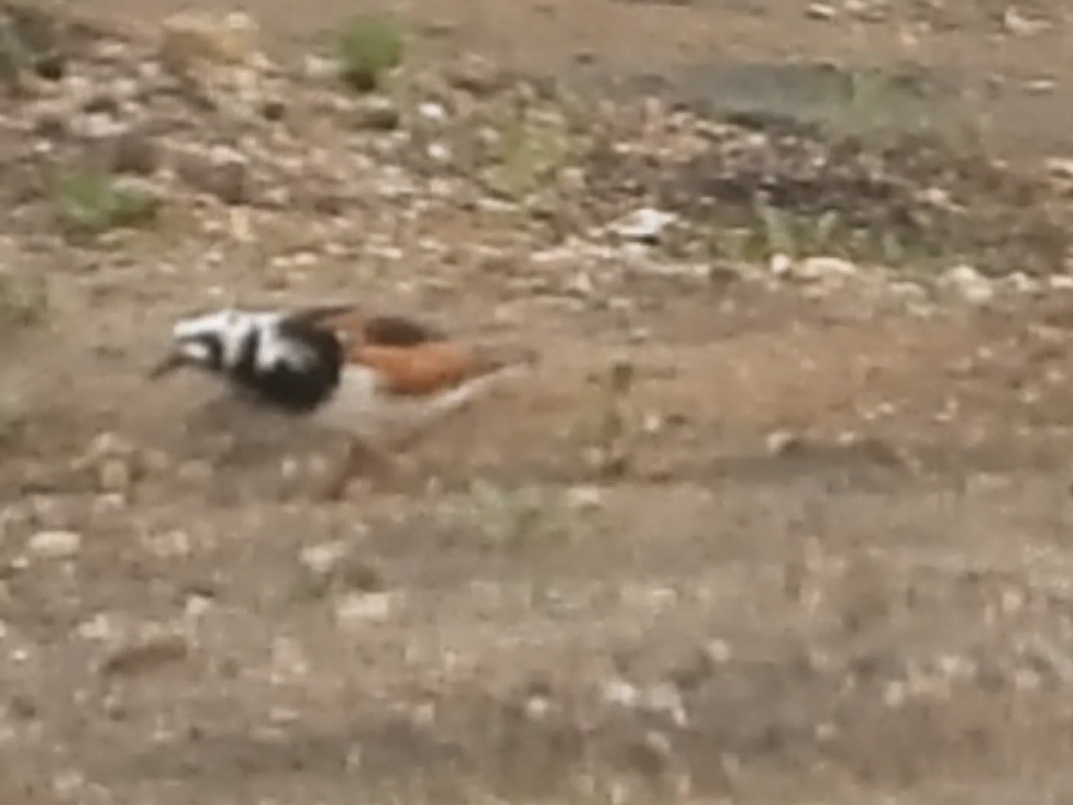 Ruddy Turnstone - ML636811376