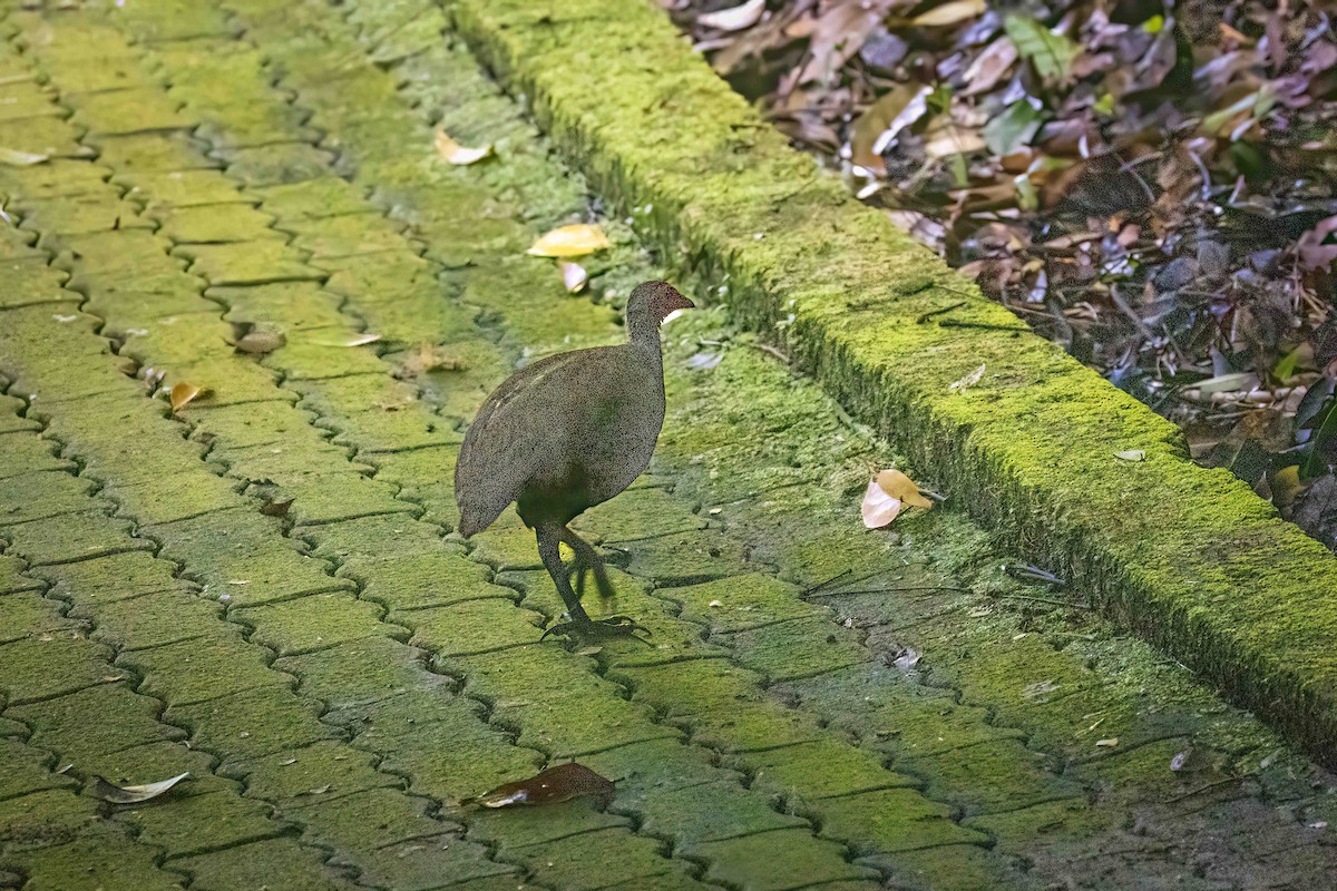Philippine Megapode - ML636811381