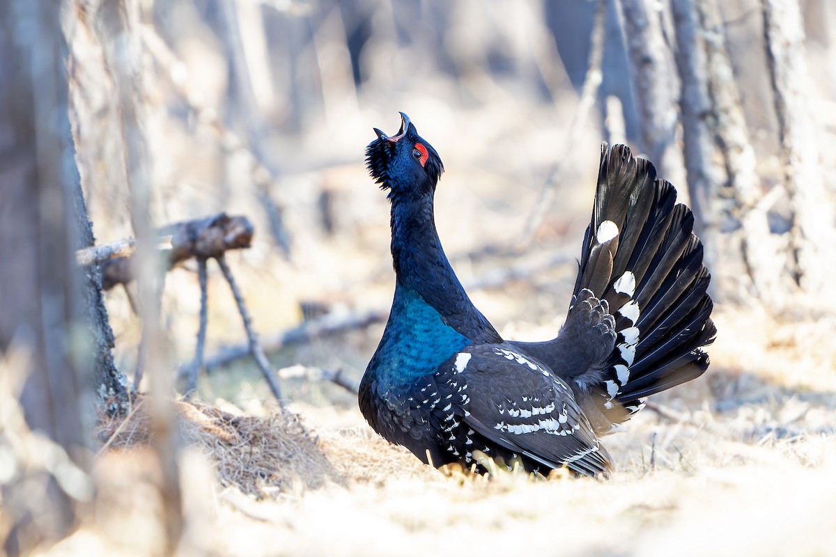 Black-billed Capercaillie - ML636811392