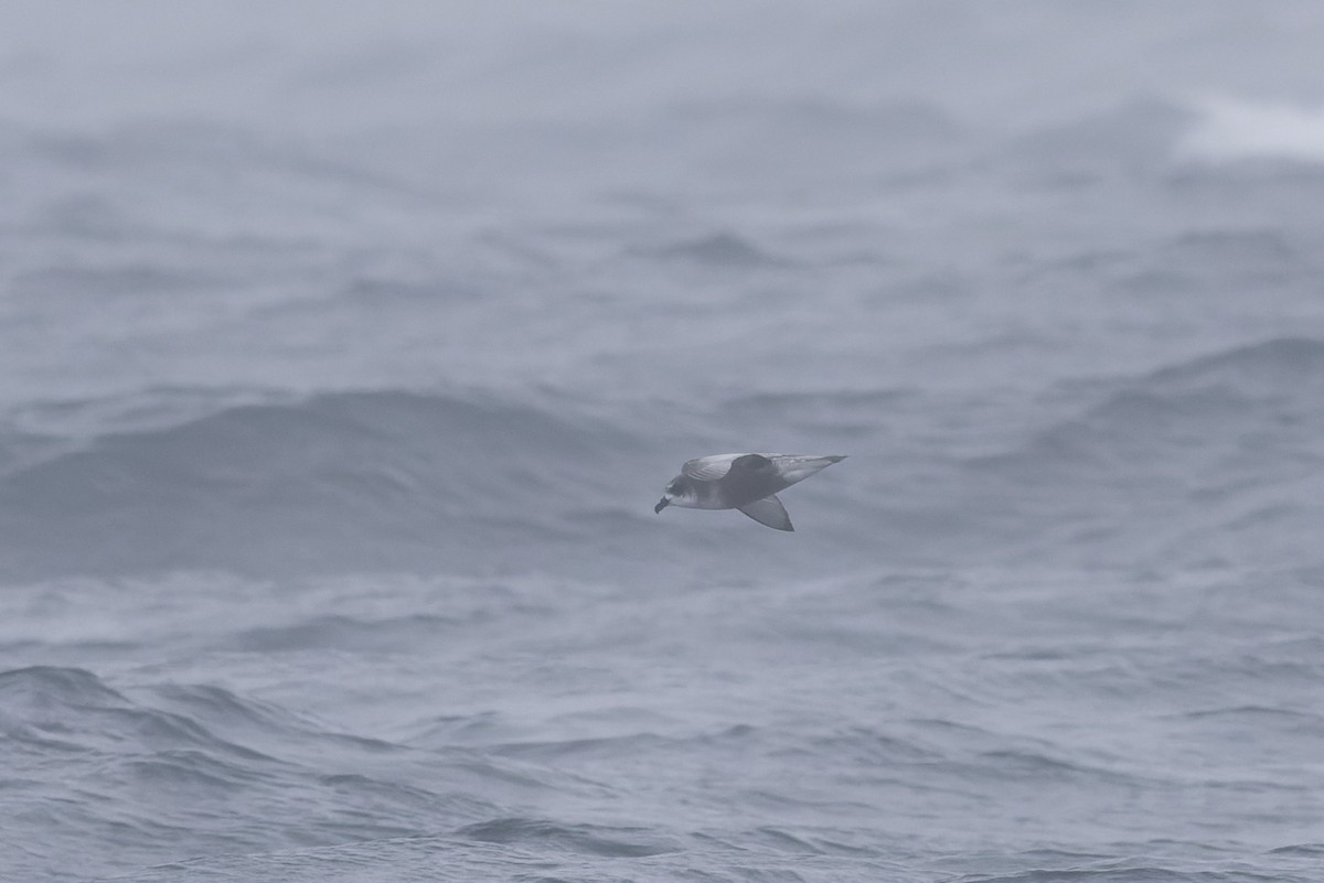 Mottled Petrel - ML636811414