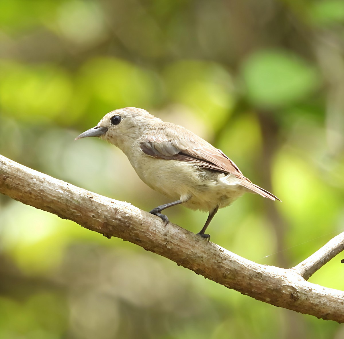 Nilgiri Flowerpecker - ML636811442