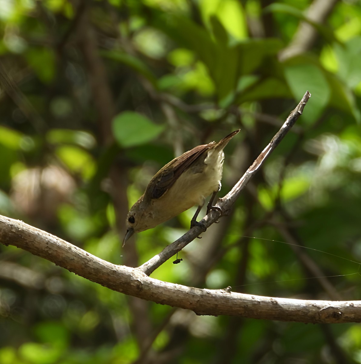 Nilgiri Flowerpecker - ML636811443