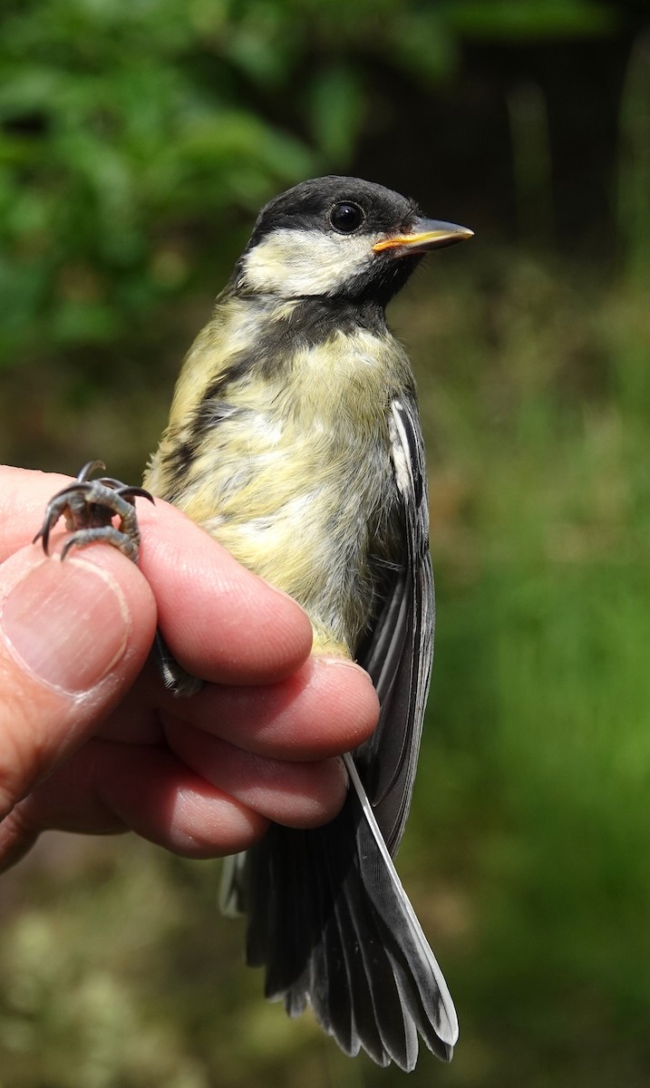 Great Tit - ML636811445