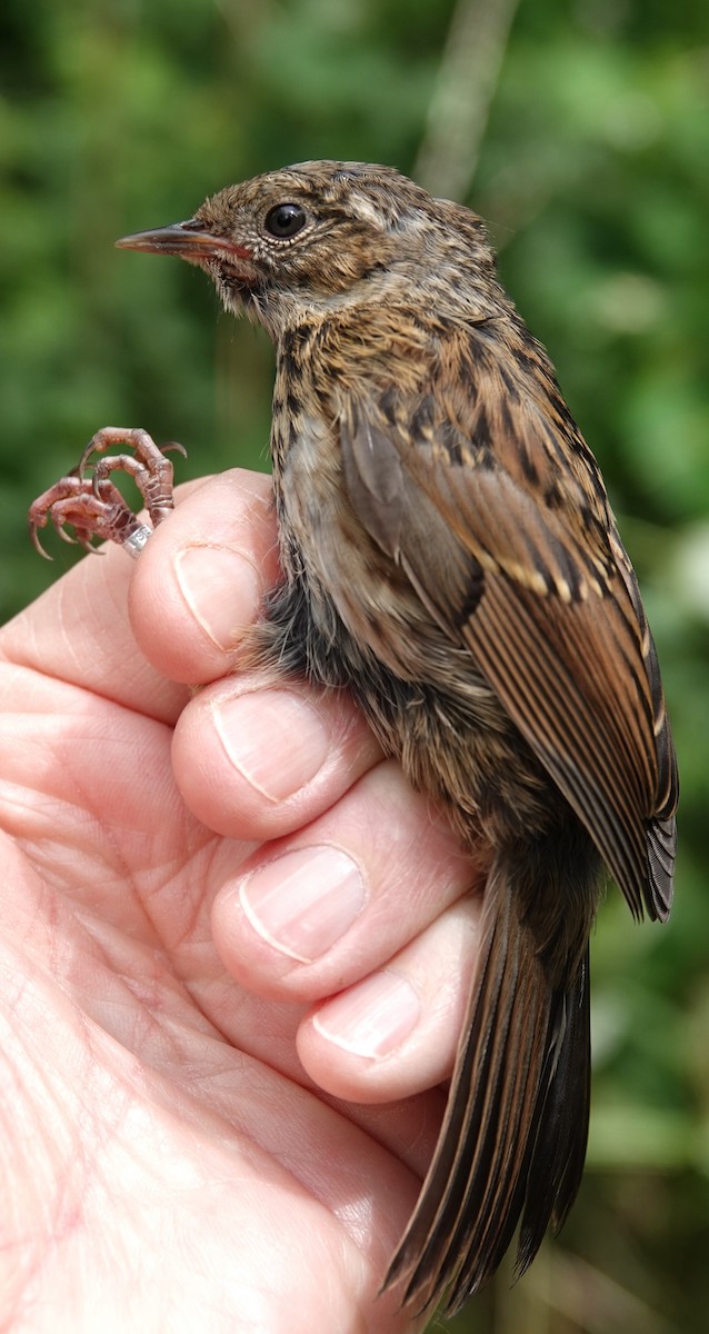Dunnock - ML636811460