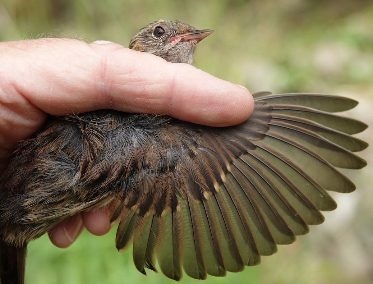 Dunnock - ML636811461