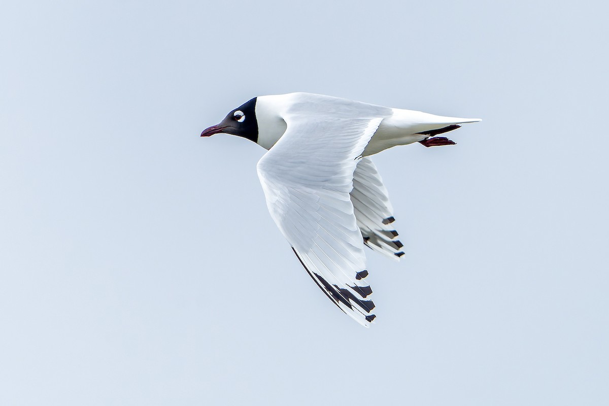 Relict Gull - ML636811469