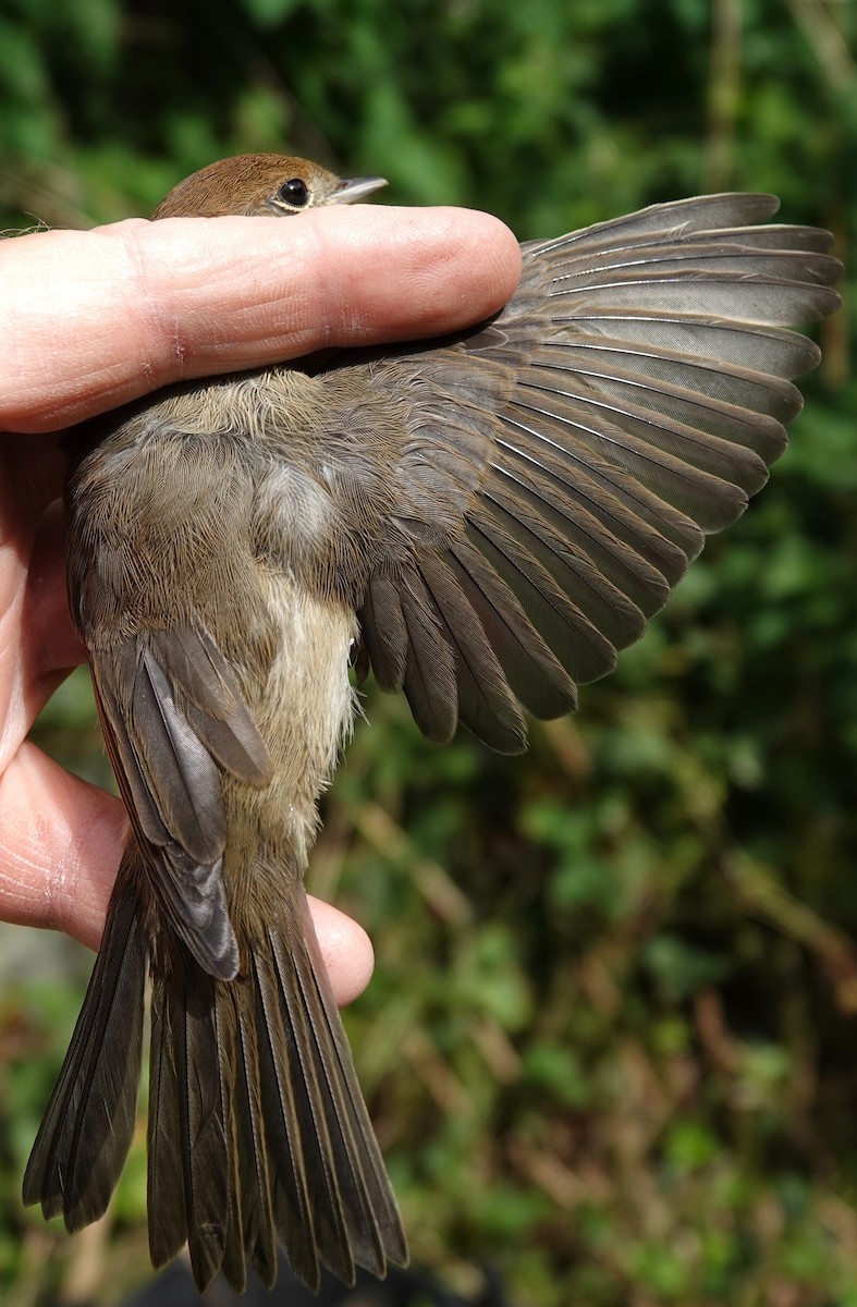 Eurasian Blackcap - ML636811479