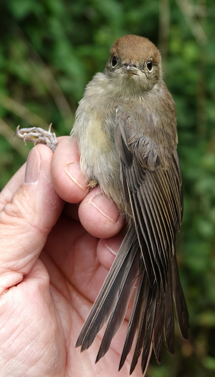 Eurasian Blackcap - ML636811492