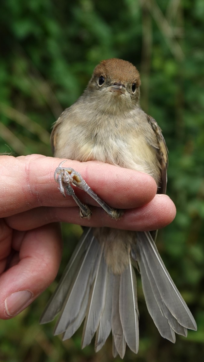 Eurasian Blackcap - ML636811493