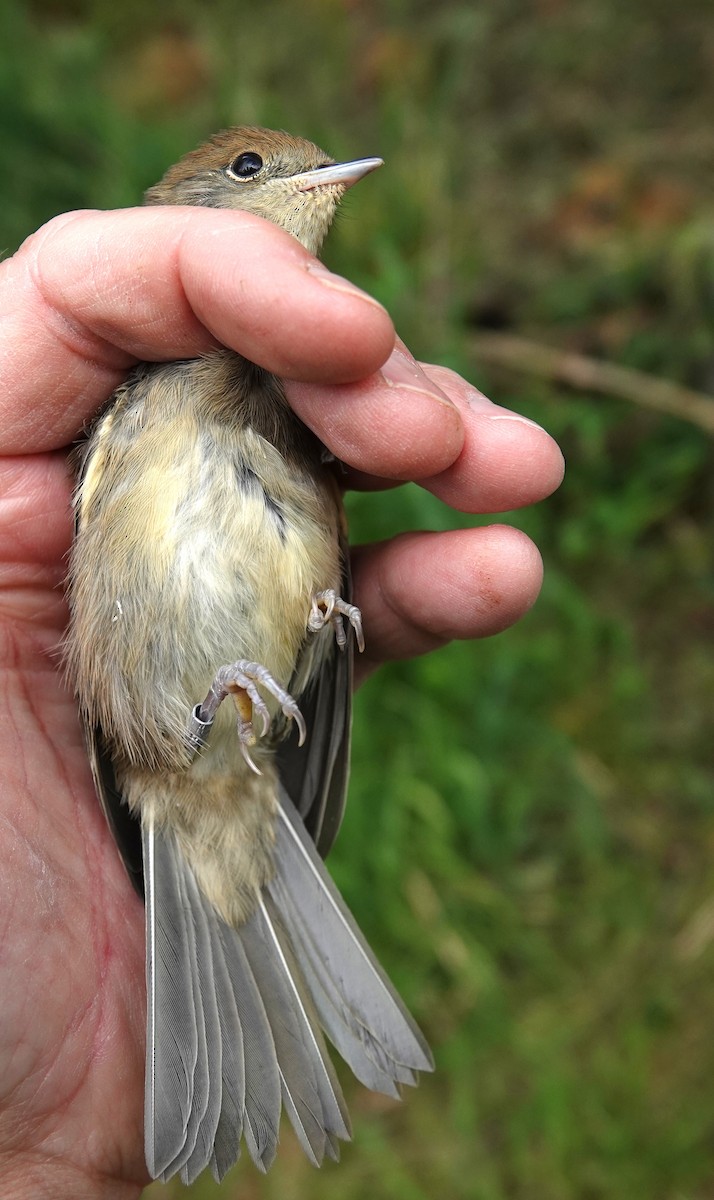 Eurasian Blackcap - ML636811494