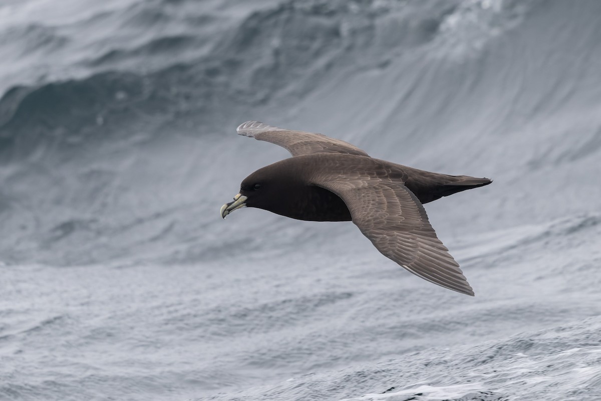 White-chinned Petrel - ML636811511