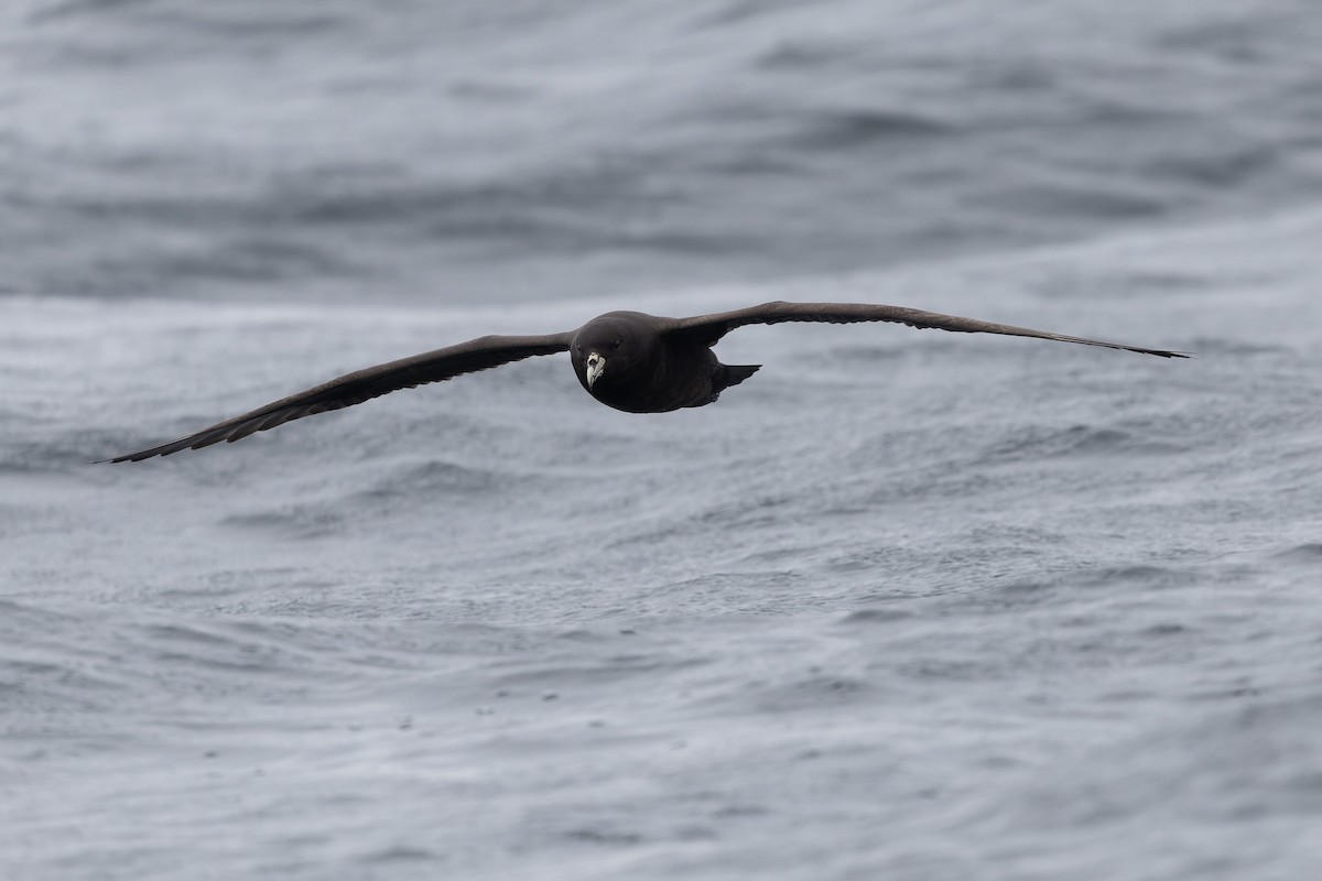 White-chinned Petrel - ML636811570