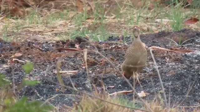 Gray Francolin - ML636811576