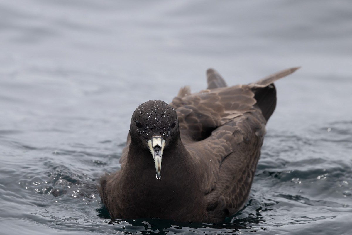 White-chinned Petrel - ML636811603