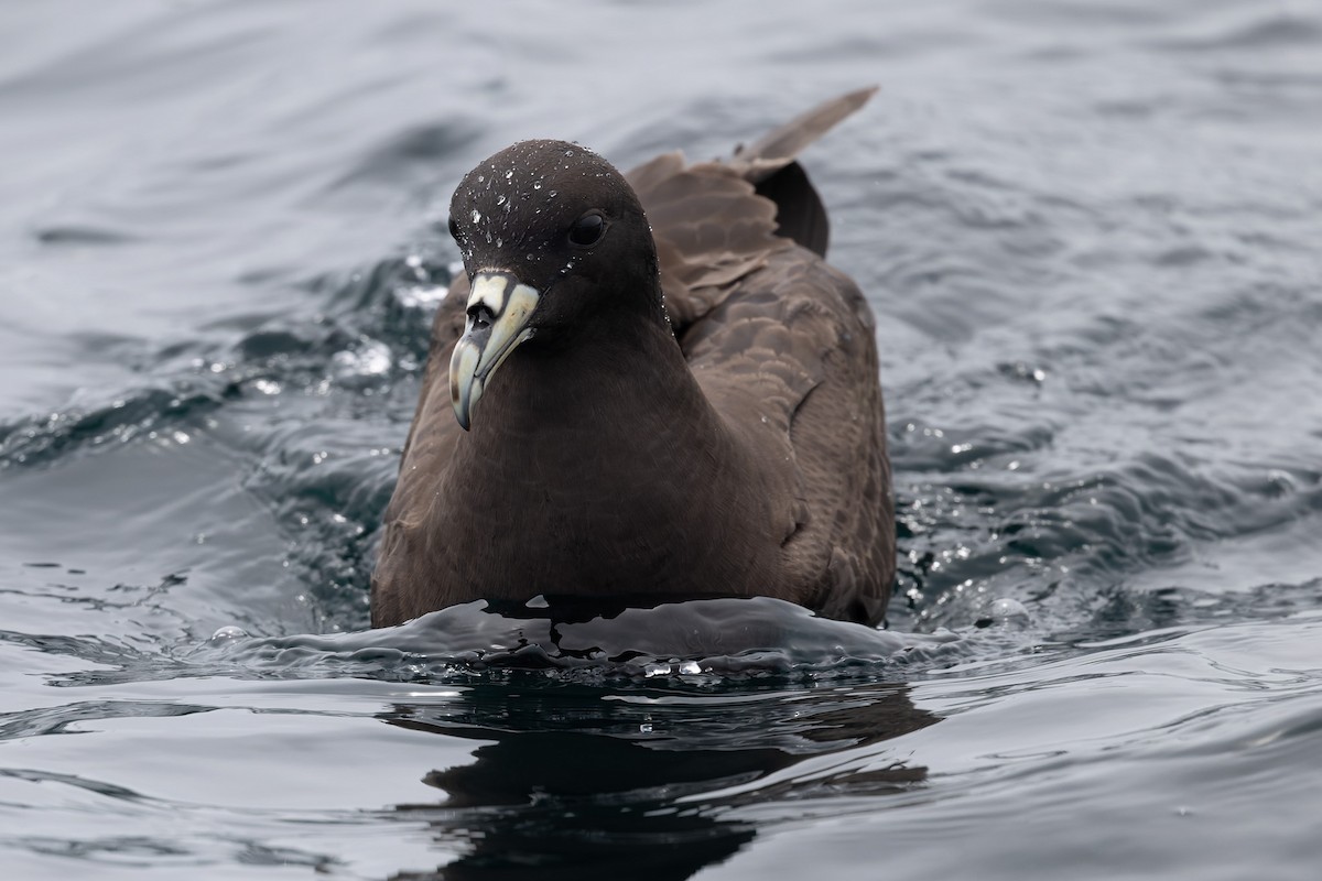 White-chinned Petrel - ML636811604