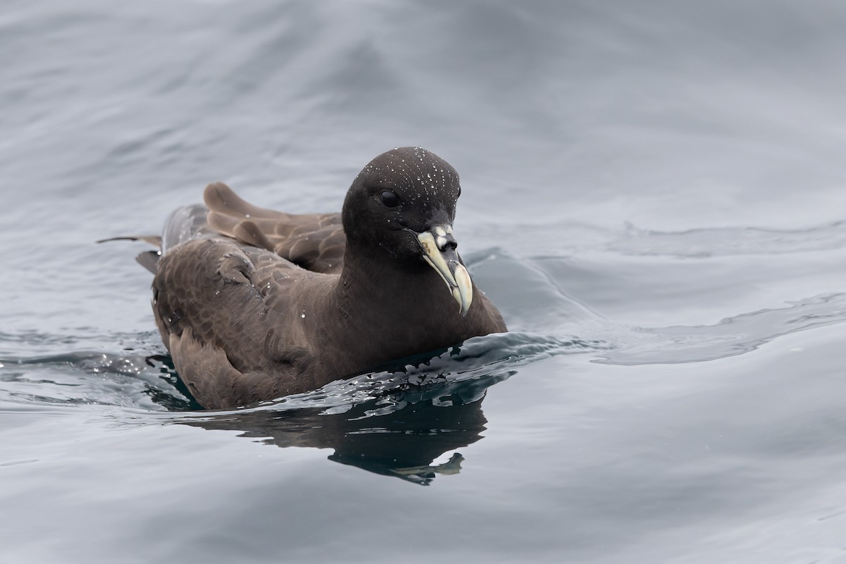 White-chinned Petrel - ML636811605