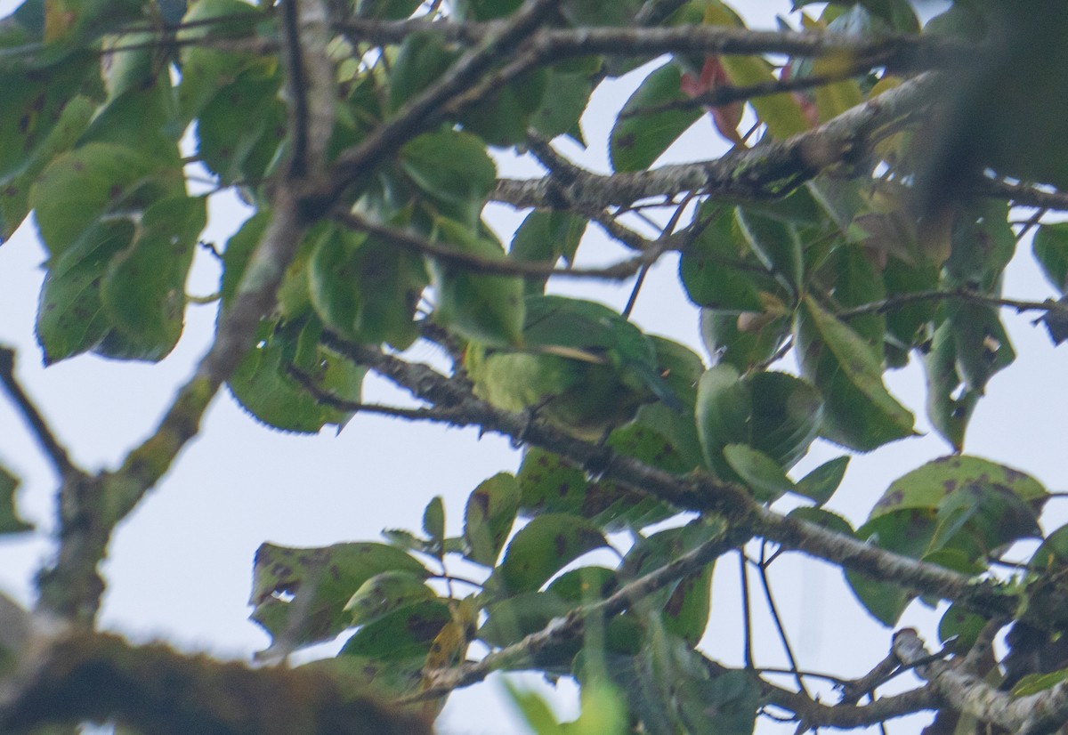 Yellow-throated Hanging-Parrot - ML636811646