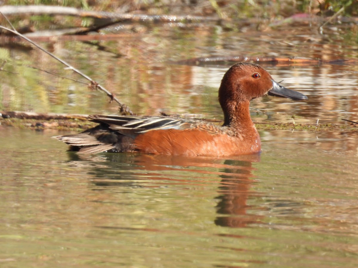 Cinnamon Teal - ML636811668