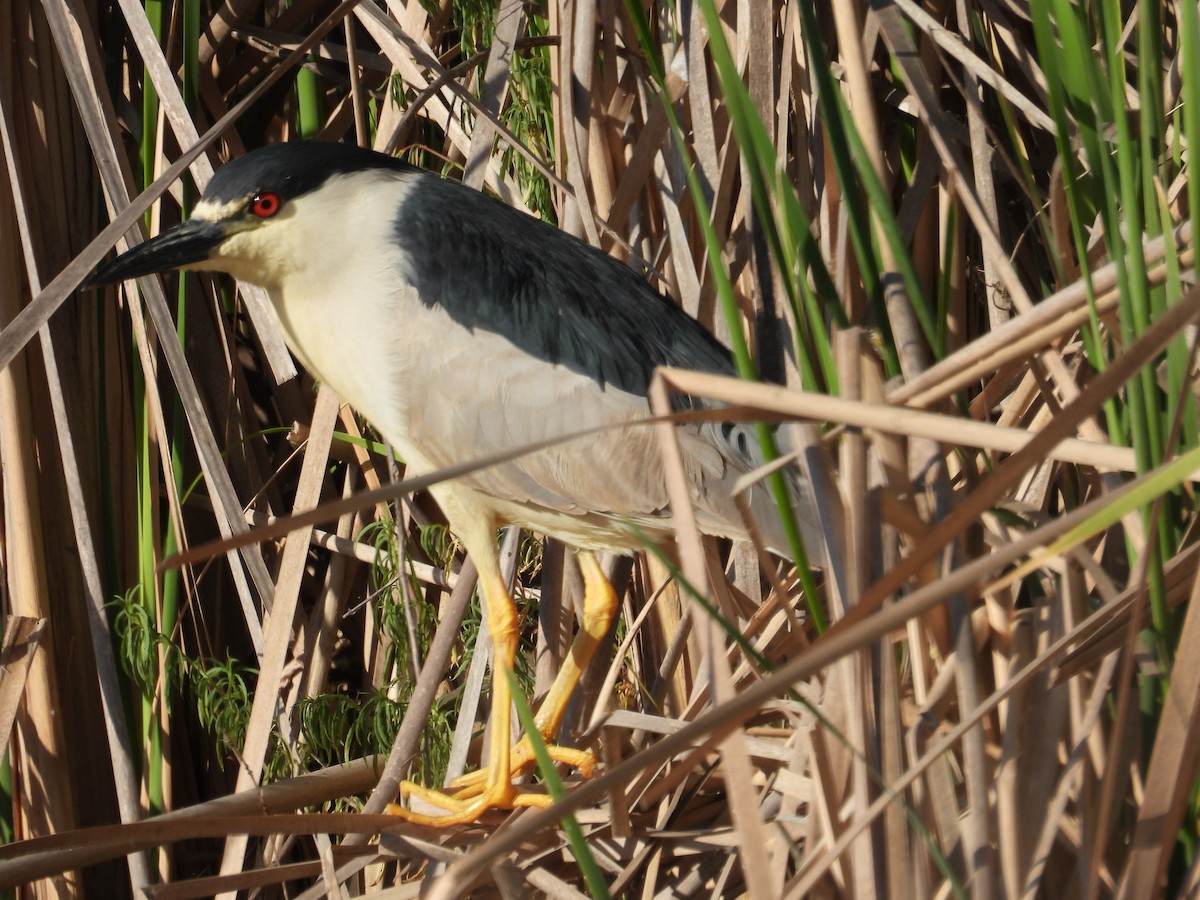 Black-crowned Night Heron - ML636811673