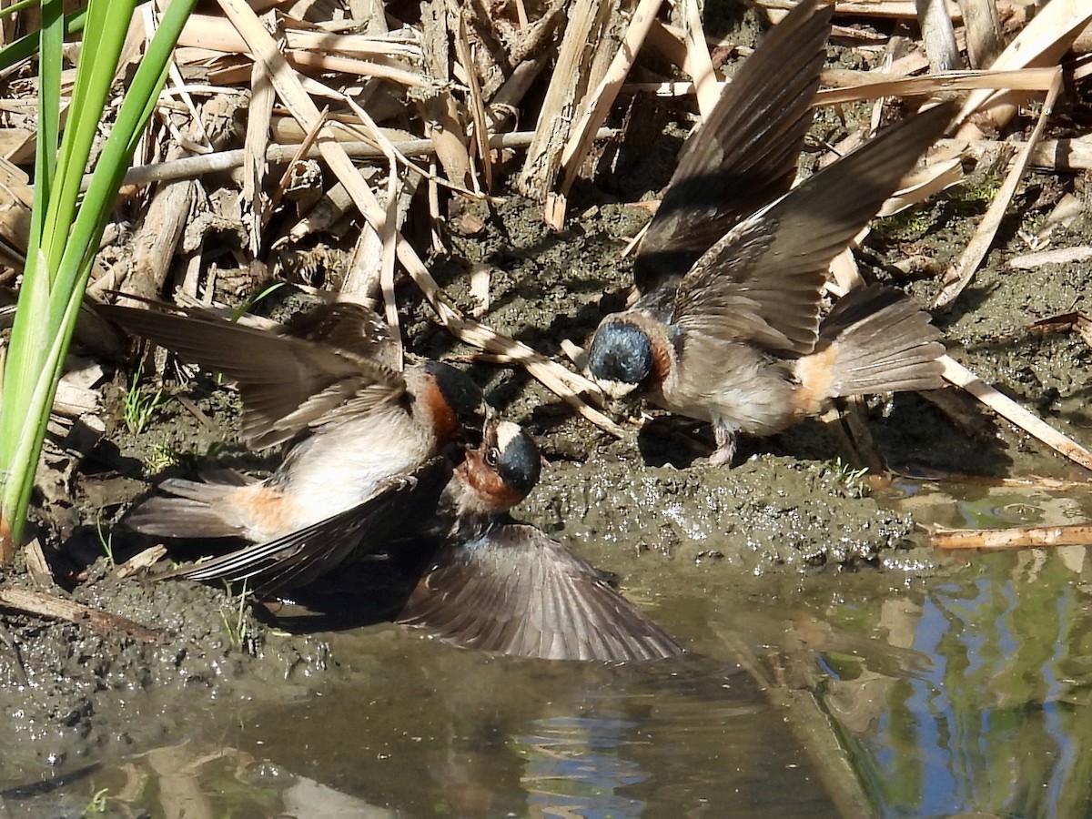 Cliff Swallow - ML636811745