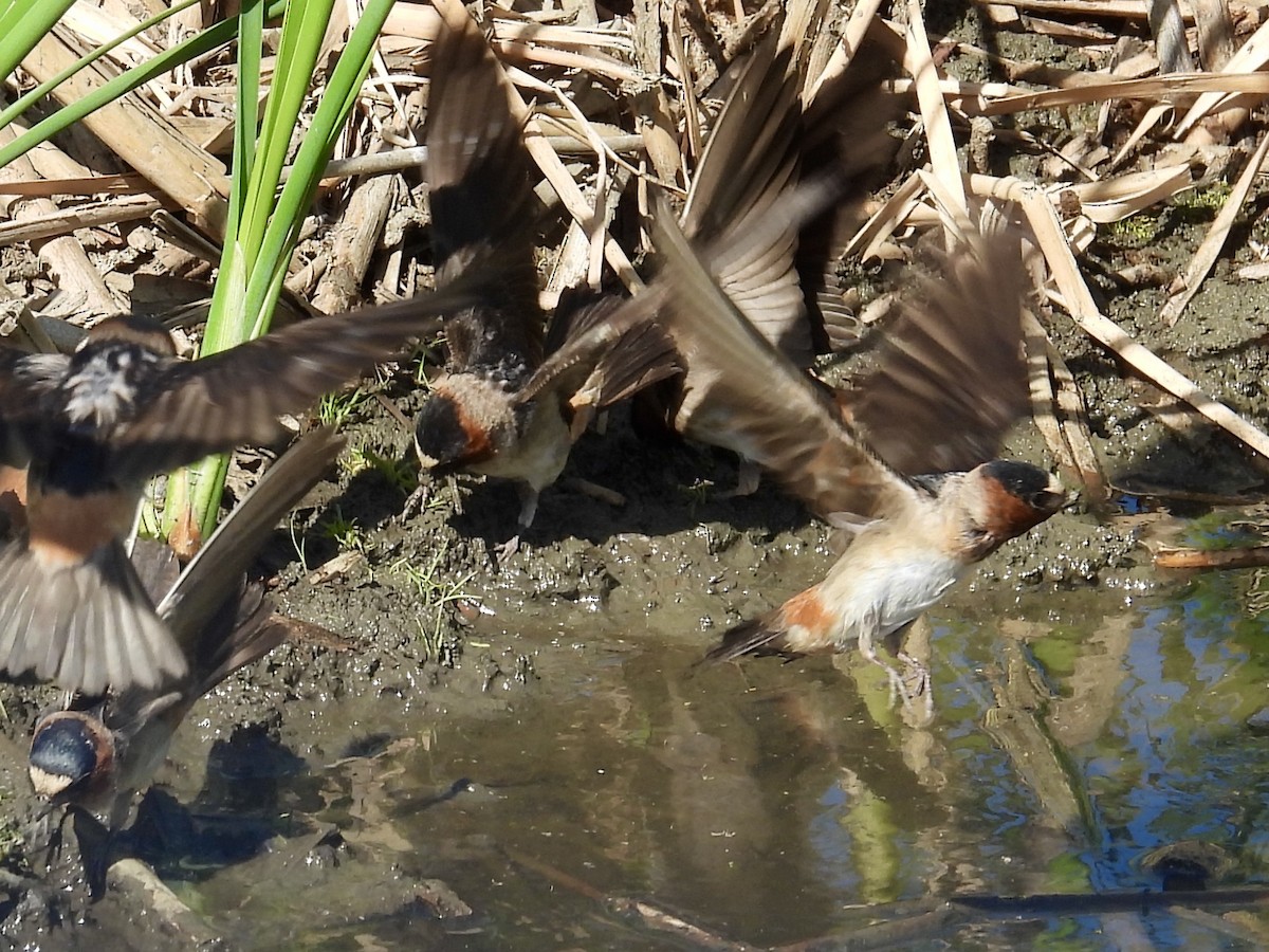 Cliff Swallow - ML636811746