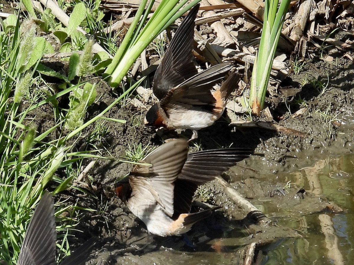 Cliff Swallow - ML636811747