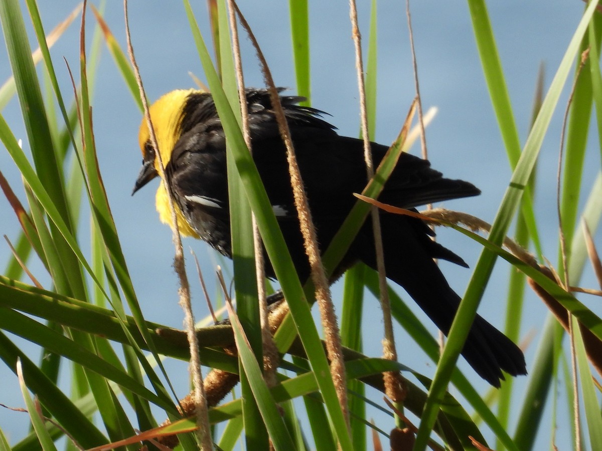 Yellow-headed Blackbird - ML636811753