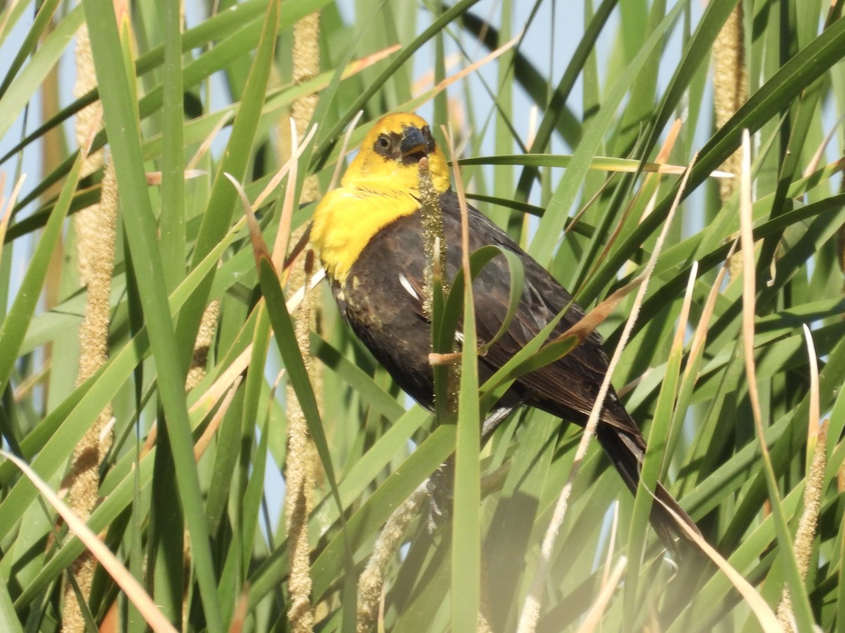 Yellow-headed Blackbird - ML636811754