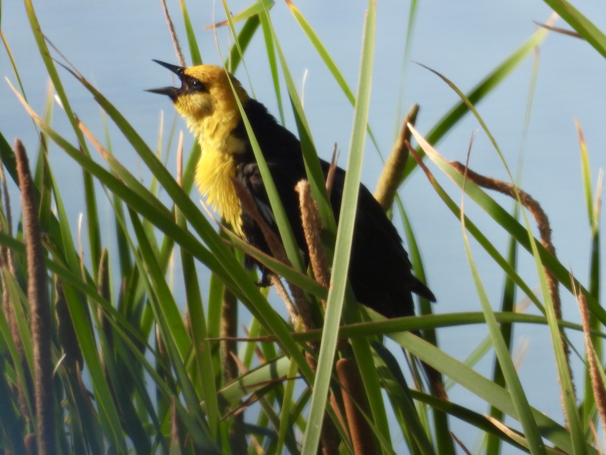 Yellow-headed Blackbird - ML636811755