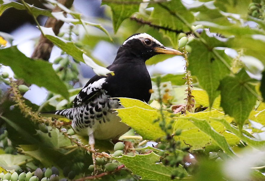 Pied Thrush - ML636811759