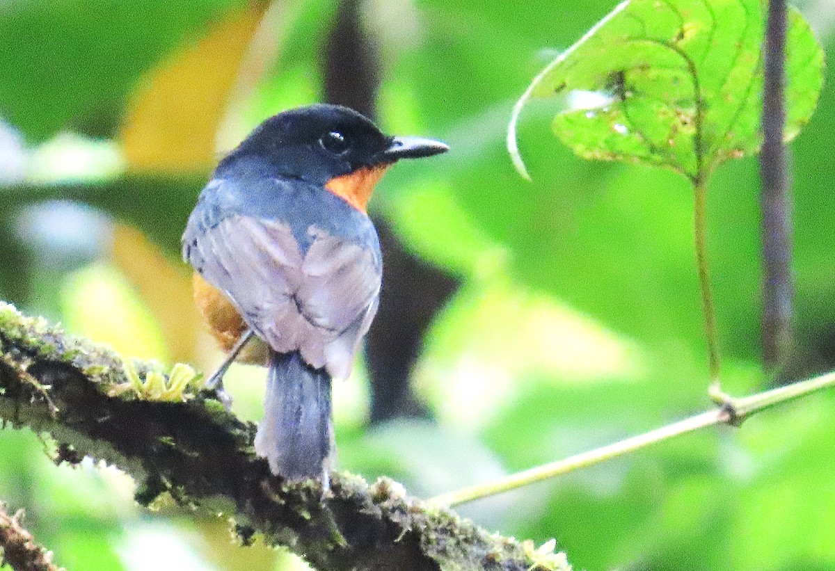 Cinnamon-chested Flycatcher - ML636811785