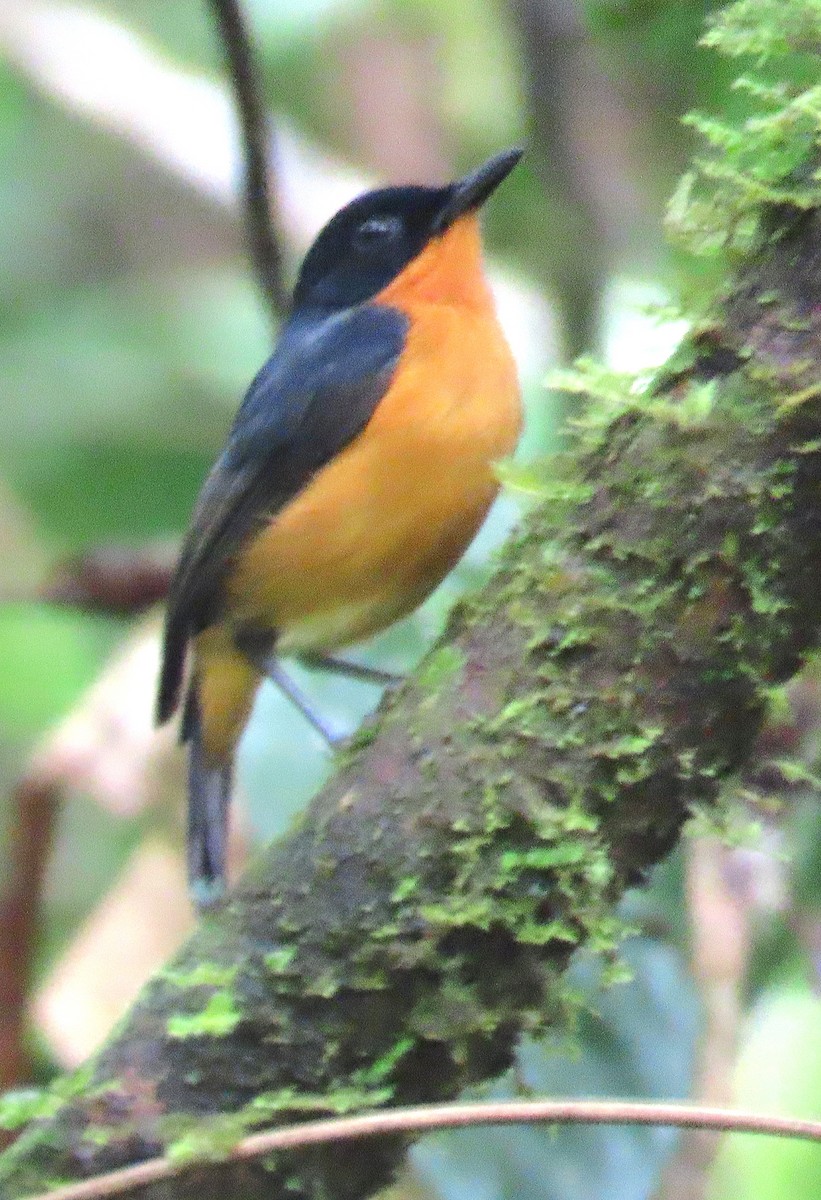 モルッカヒタキ - ML636811786