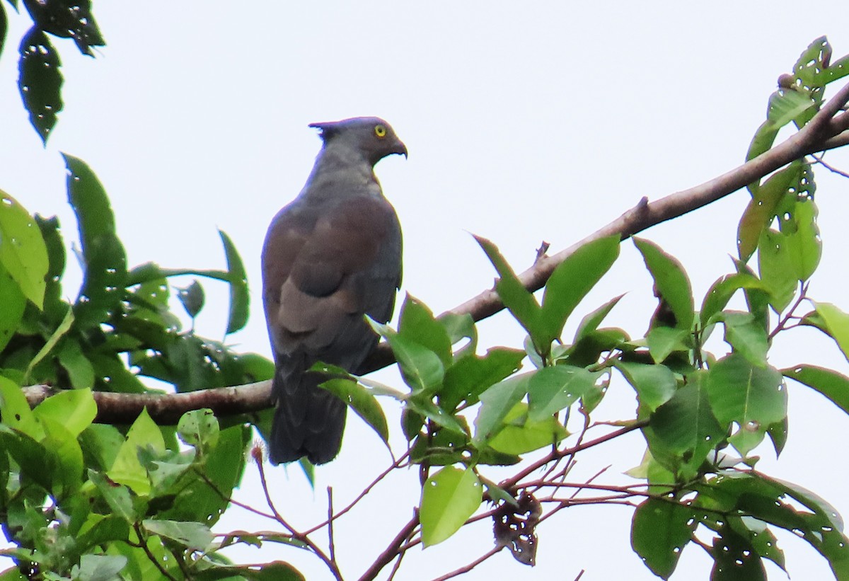 カンムリカッコウハヤブサ - ML636811793