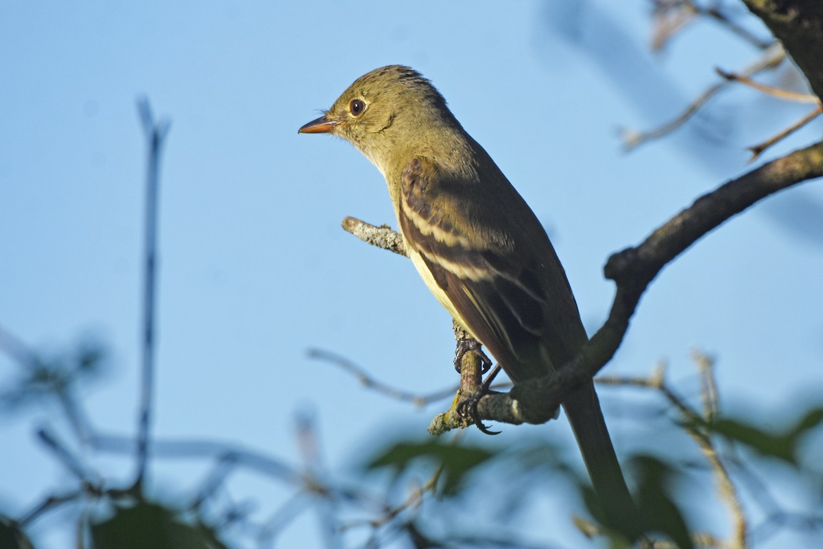 Willow Flycatcher - ML636811803