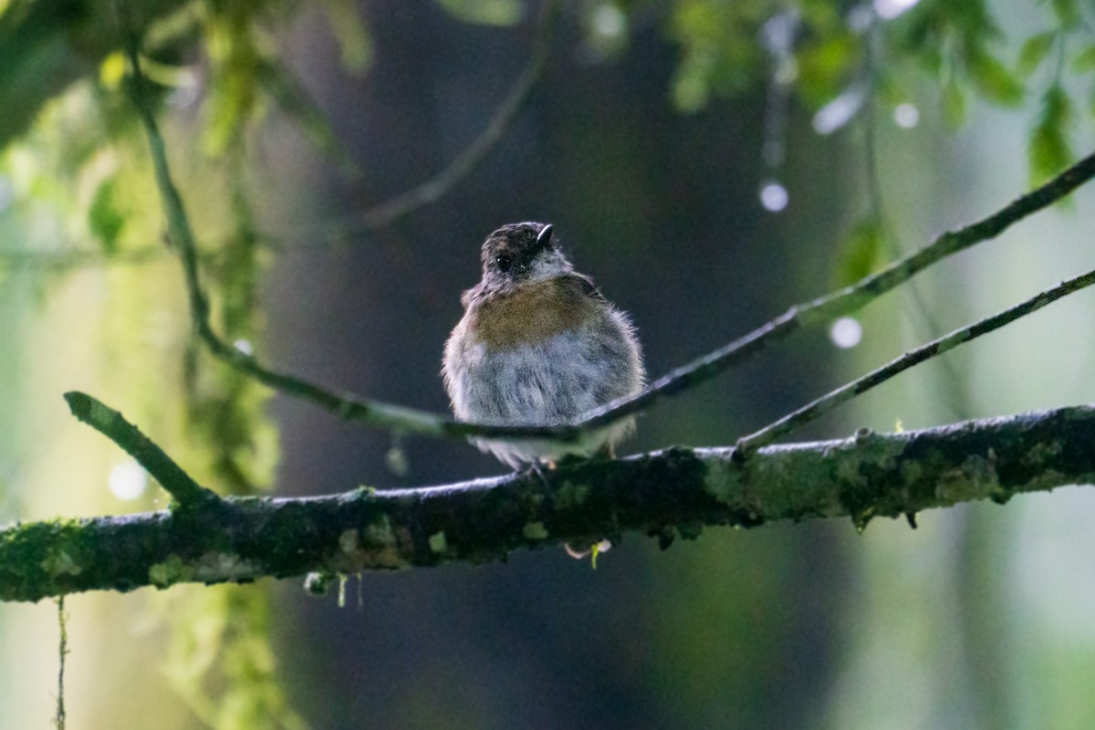 Fulvous-chested Jungle Flycatcher - ML636811819