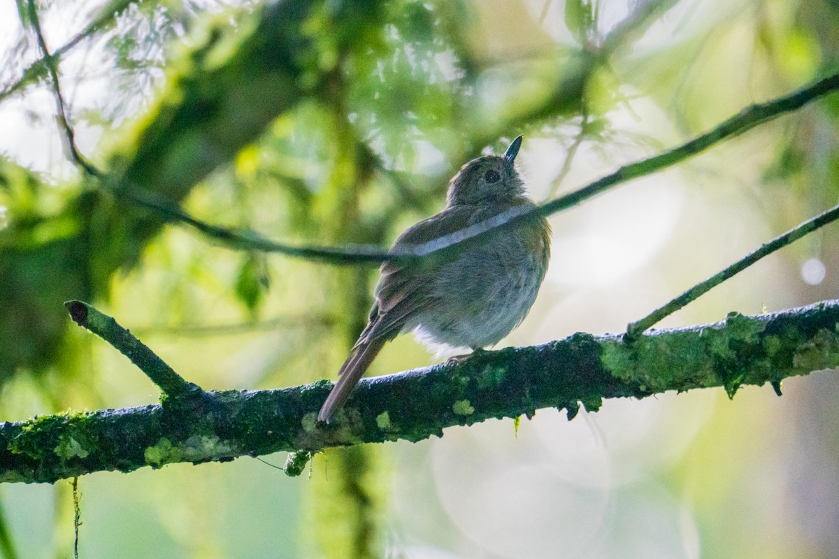 Fulvous-chested Jungle Flycatcher - ML636811820