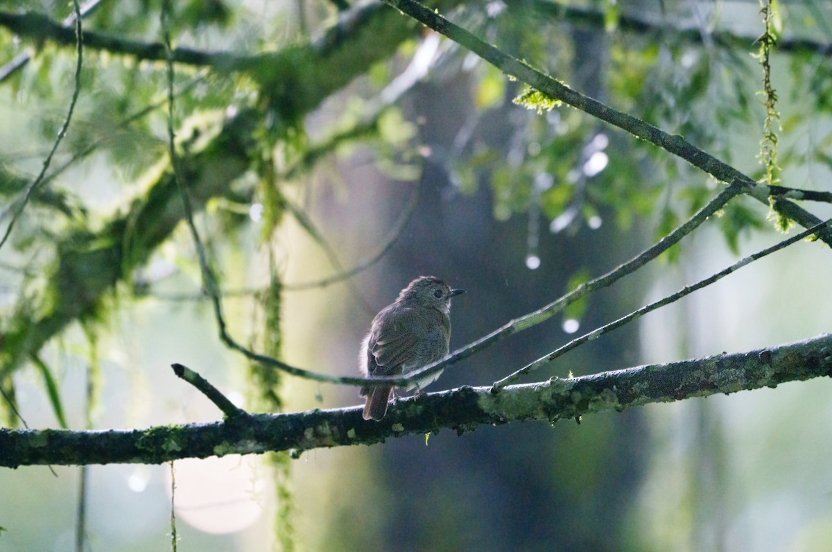 Fulvous-chested Jungle Flycatcher - ML636811872