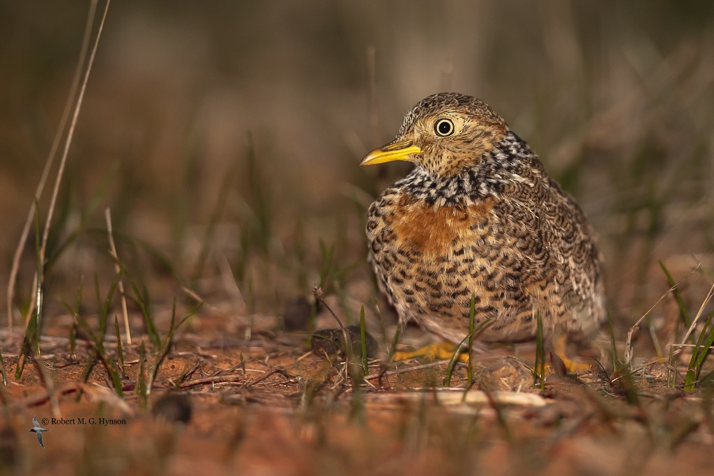 dropík australský - ML636811890