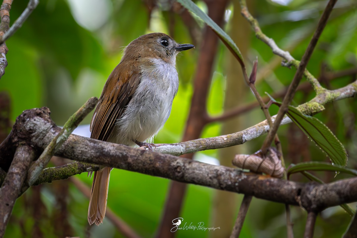 Philippine Jungle Flycatcher - ML636811892