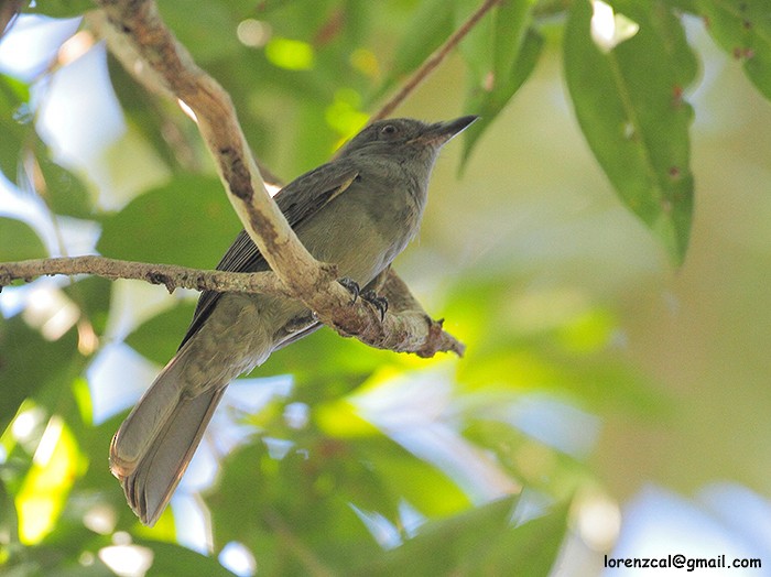 Pale-bellied Mourner - ML636811922