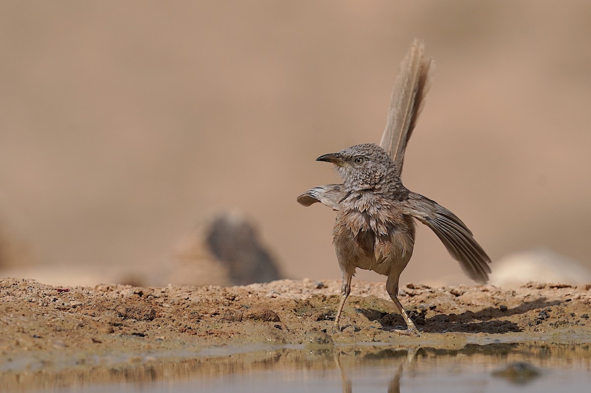 Arabian Babbler - ML636811968