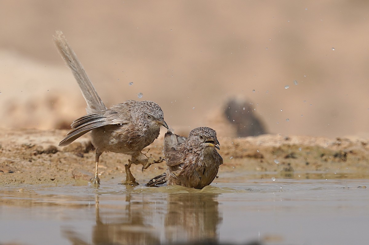 Arabian Babbler - ML636811970