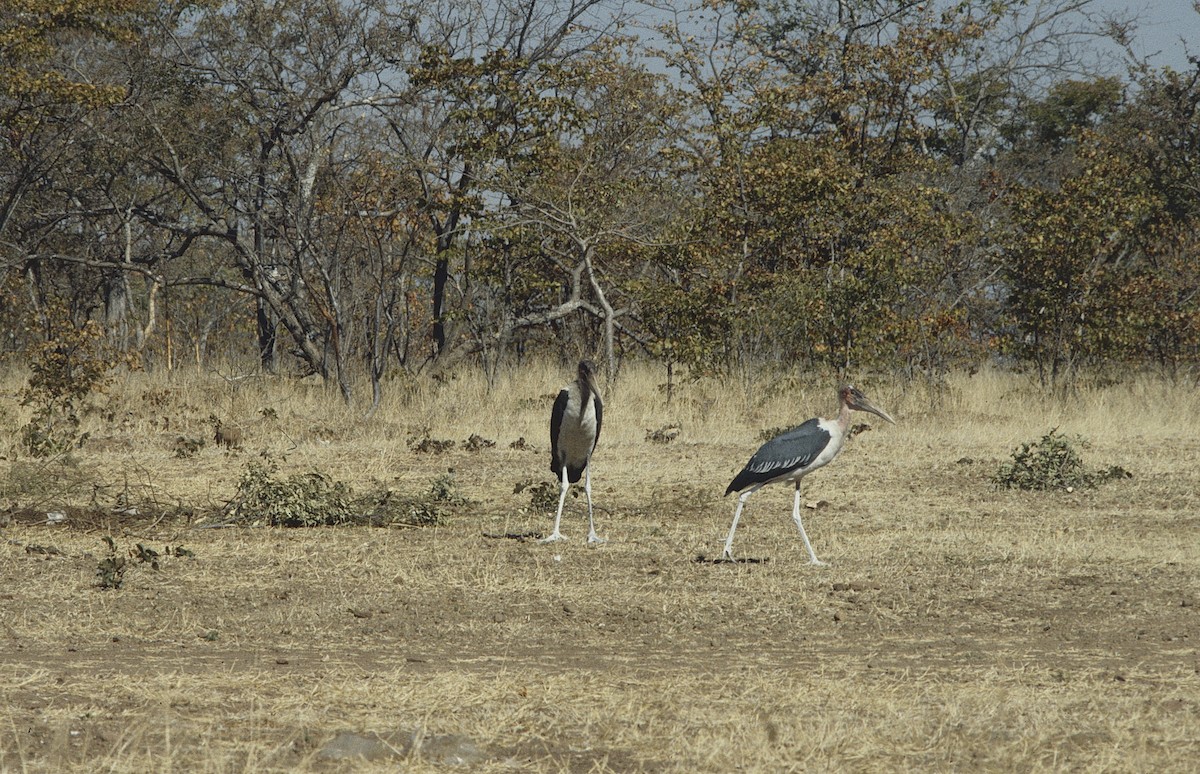 Marabou Stork - ML636811994