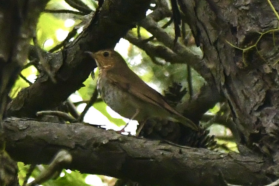 Catharus sp. - ML636812009