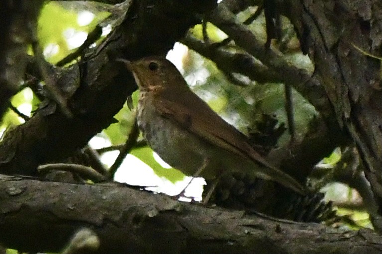 Catharus sp. - ML636812011