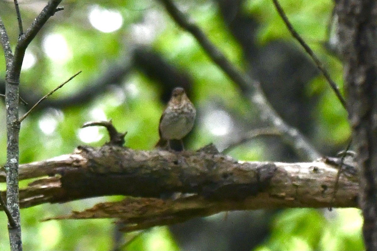 Catharus sp. - ML636812016