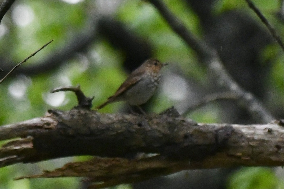 Catharus sp. - ML636812018